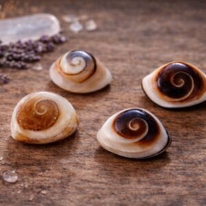 oeil de shiva naturel opercule coquillage porte bonheur