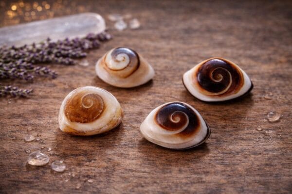 oeil de shiva naturel opercule coquillage porte bonheur